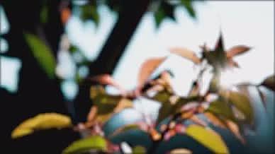 唯美小清新阳光逆光花朵树叶光影视频的预览图